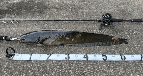 ナマズの釣果