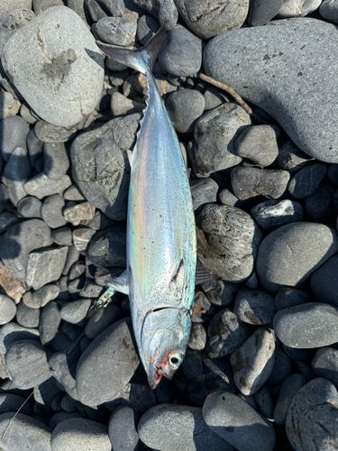 ソウダガツオの釣果