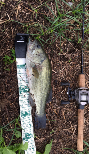 ラージマウスバスの釣果