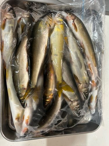アユの釣果