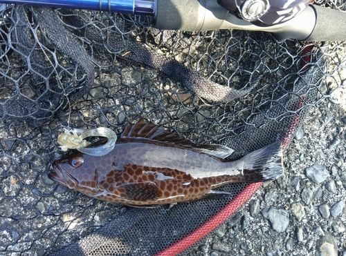 オオモンハタの釣果
