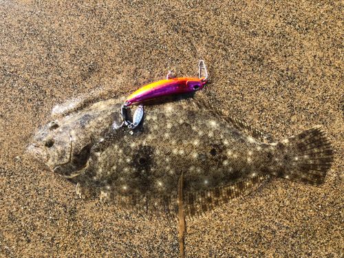 ソゲの釣果