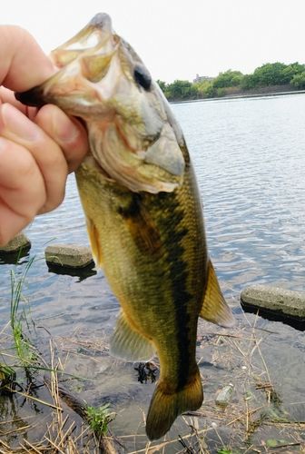 ラージマウスバスの釣果