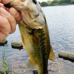 ラージマウスバス