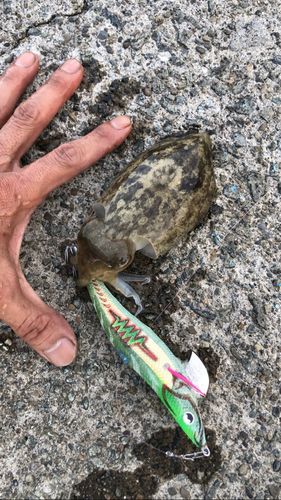 モンゴウイカの釣果