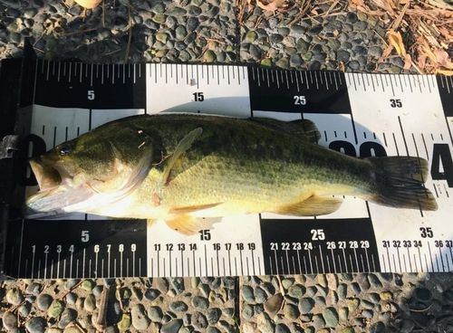 ラージマウスバスの釣果