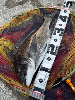 チヌの釣果