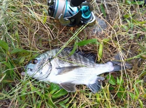 チヌの釣果