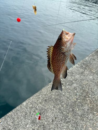オオモンハタの釣果