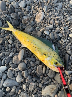 シイラの釣果