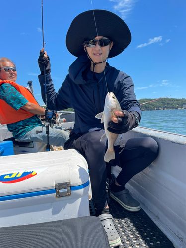イシモチの釣果