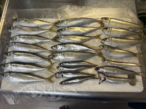 サバの釣果