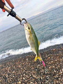 ワカシの釣果