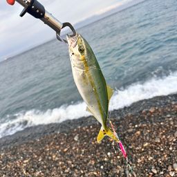 ワカシ