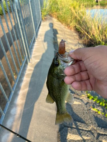 ブラックバスの釣果