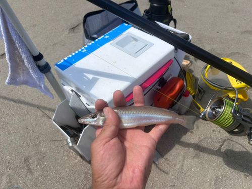 シロギスの釣果