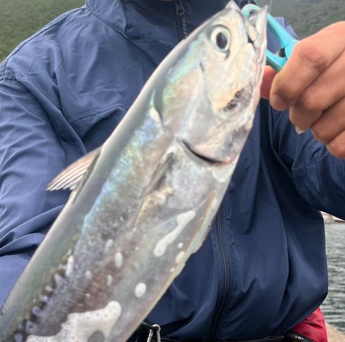 カツオの釣果