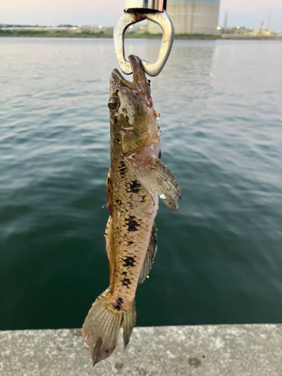ウロハゼ