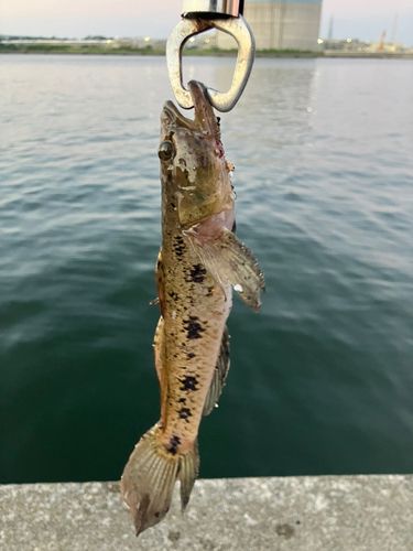 ウロハゼの釣果