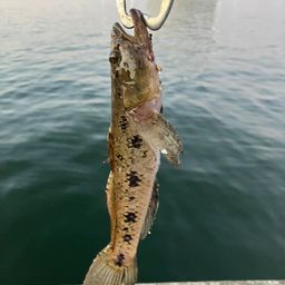 ウロハゼ