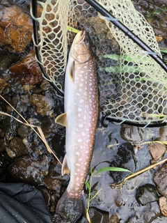 アメマスの釣果
