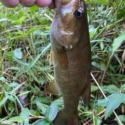 スモールマウスバス