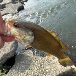 スモールマウスバス