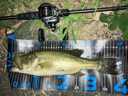 ブラックバスの釣果