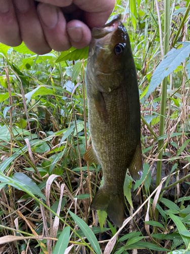スモールマウスバスの釣果