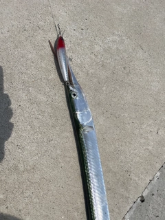 ダツの釣果
