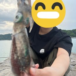アオリイカ