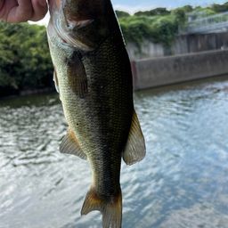 ブラックバス