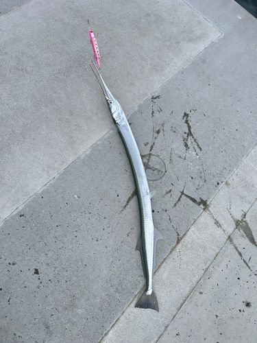ダツの釣果