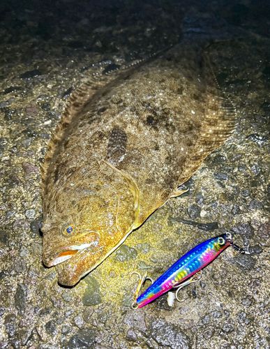 ヒラメの釣果