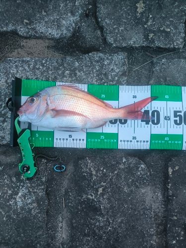 タイの釣果