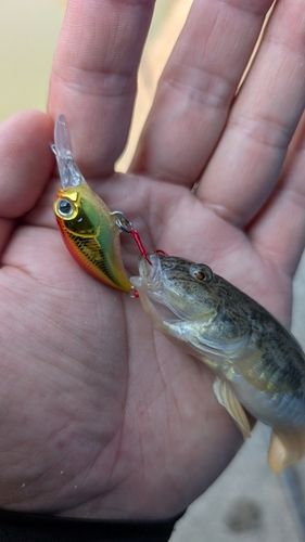 ハゼの釣果