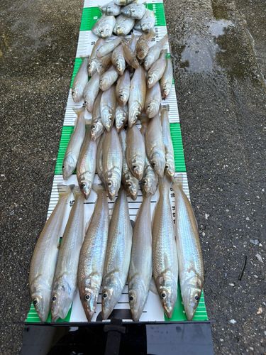 キスの釣果