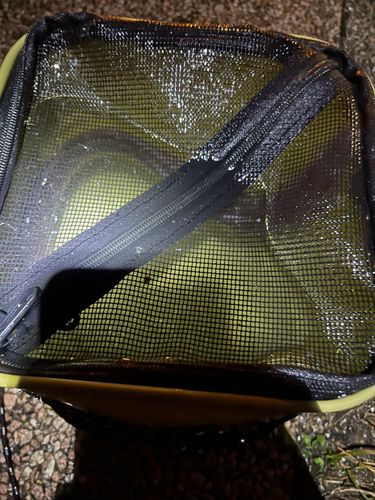 マアナゴの釣果