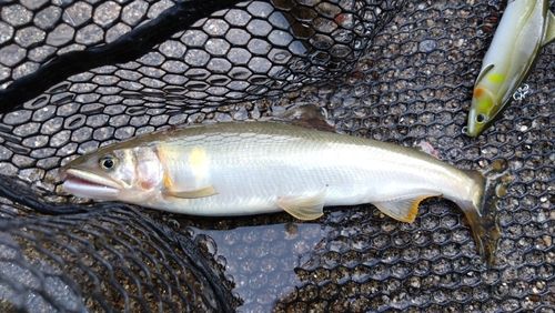 アユの釣果