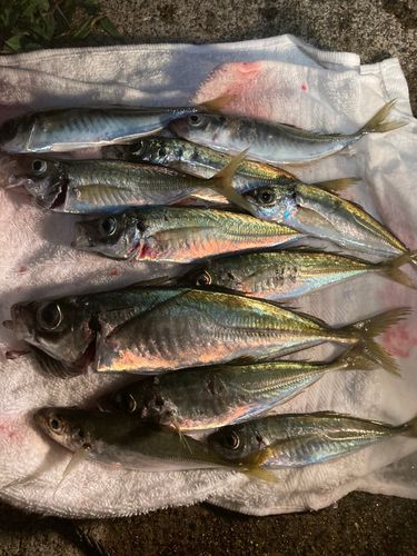 アジの釣果