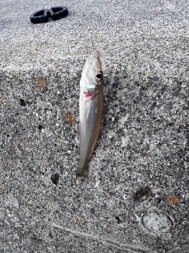 キスの釣果