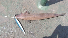 エソの釣果