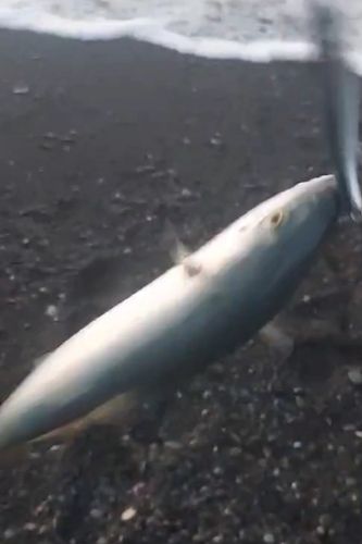 モジャコの釣果