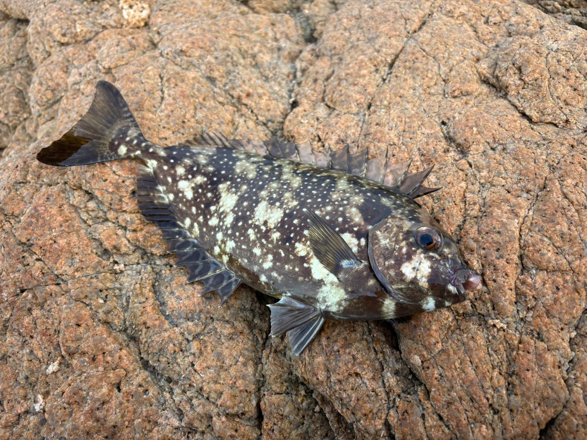 前チンさんの釣果 1枚目の画像