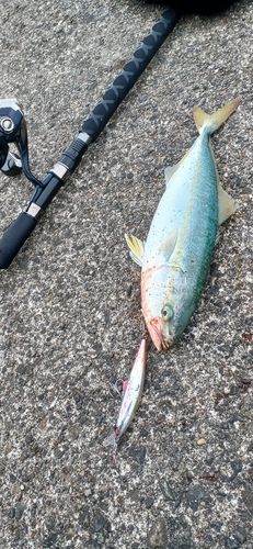 フクラギの釣果