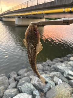 コチの釣果