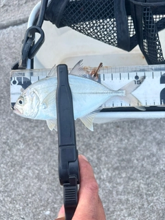 メッキの釣果