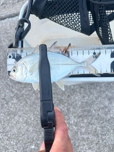 メッキの釣果