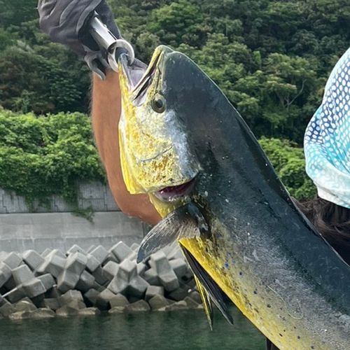 シイラの釣果