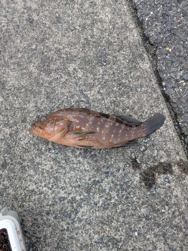 キジハタの釣果